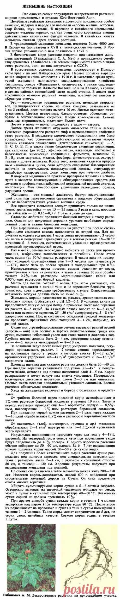 Женьшень настоящий