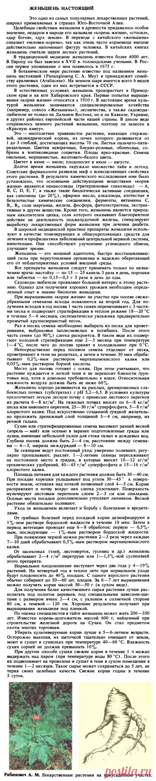 Женьшень настоящий