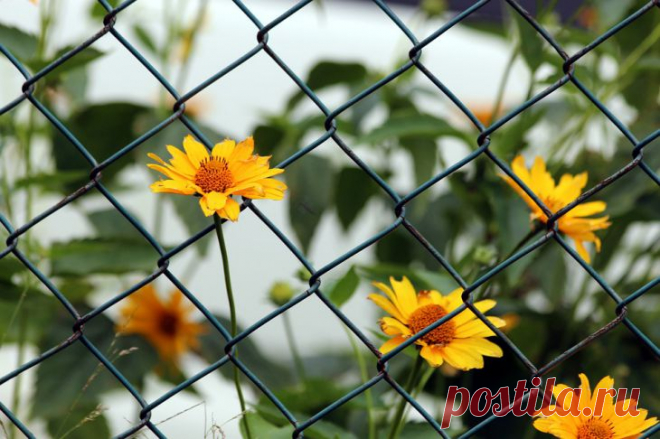 Какие кусты и деревья стоит посадить у соседского забора, чтобы отгородиться от чужих глаз: новости, деревья, растения, дача, соседство, советы, сад и огород