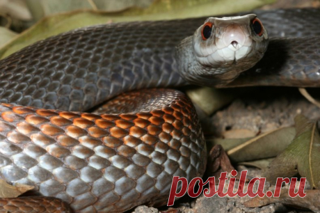 Тайпан (Oxyuranus scutellatus)