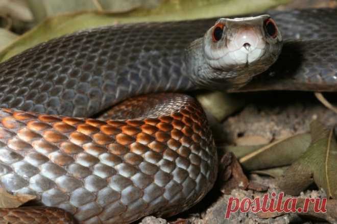 Тайпан (Oxyuranus scutellatus)