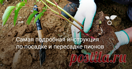 Самая подробная инструкция по посадке и пересадке пионов Мы расскажем о том, как правильно посадить пион, чтобы не ждать цветения много лет, а само растение успешно прижилось, хорошо развивалось и долгое время радовало своего владельца.