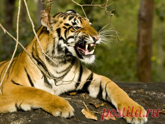 The Best 'Jungle Book' Themed Trips to Take in India and Beyond