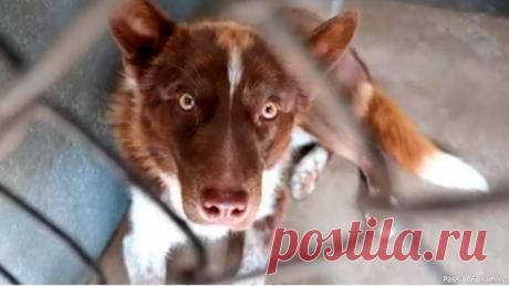 Пес из приюта спас жизнь хозяйки через две недели после переезда Брауни забрали из приюта &mdash; тогда она впервые оказалась домаСобака из приюта по имени Брауни впервые оказалась дома две недели назад. Ее забрала девушка Молли Аналор. Она рассказывает, что питомица была в растерянности от новой обстановки и не знала, как себя вести.Как только Брауни...