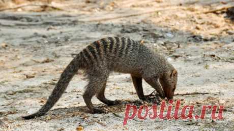 Биологи изучили влияние шума, вызванного деятельностью человека, на поведение диких животных. На примере мангустов выяснилось, что неестественные для природы звуки в некотором смысле лишают их обоняния.