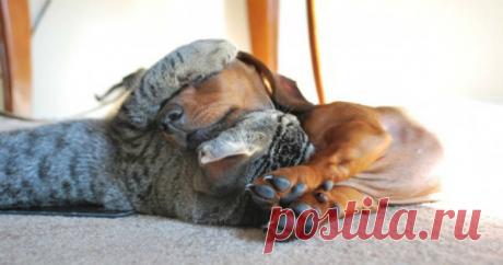 20 котов, которые по уши втрескались в собак