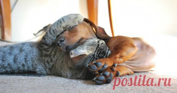 20 котов, которые по уши втрескались в собак