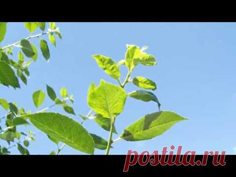 ЙОД+СОДА- средство от тли.   результаты опрыскивания