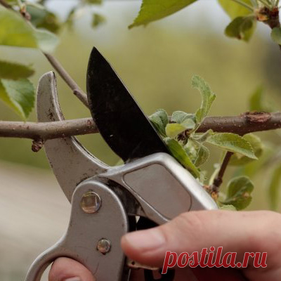 Главная ошибка в обрезке сада