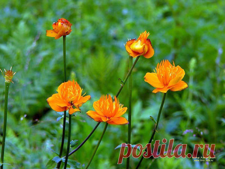 полевые цветы фото - Поиск в Google