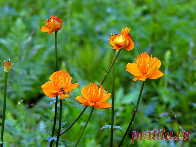 полевые цветы фото - Поиск в Google