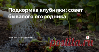 Подкормка клубники: совет бывалого огородника  Знатоки дачных хитростей с радостью делятся различными рекомендациями. Вот и сегодня предлагают нам одну хитрость, которая подойдет для подкормки клубники и борьбы с вредителями.
Рецепт для подкормки клубники:
1 стакан золы заливаем 1-2 литрами кипятка. Пока не остыло добавляем 2 гр марганцовки, 2 гр борной кислоты (порошок) и 1 столовую ложку йода. Процеживаем золу и разбавляем ведром воды.
Опрыс