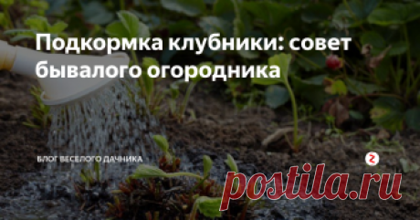 Подкормка клубники: совет бывалого огородника  Знатоки дачных хитростей с радостью делятся различными рекомендациями. Вот и сегодня предлагают нам одну хитрость, которая подойдет для подкормки клубники и борьбы с вредителями.
Рецепт для подкормки клубники:
1 стакан золы заливаем 1-2 литрами кипятка. Пока не остыло добавляем 2 гр марганцовки, 2 гр борной кислоты (порошок) и 1 столовую ложку йода. Процеживаем золу и разбавляем ведром воды.
Опрыс