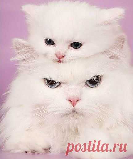 Без кота и жизнь не та ツ