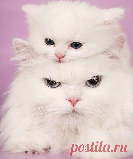 Без кота и жизнь не та ツ
