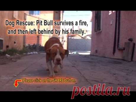 Pit Bull survives a fire, and then left behind by his family.  Please Share.