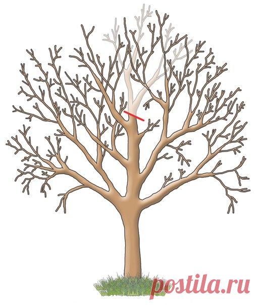 Пилите, Шура, пилите!