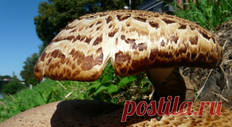 Трутовик Чешуйчатый (Пестрец): вкусный съедобный гриб 4 категории