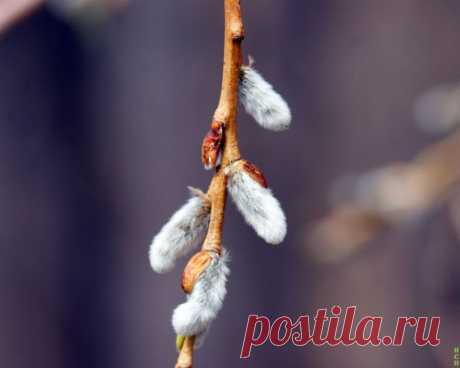 ФОТОМАСТЕРСКАЯ ПРИРОДЫ
Сергей Новиков