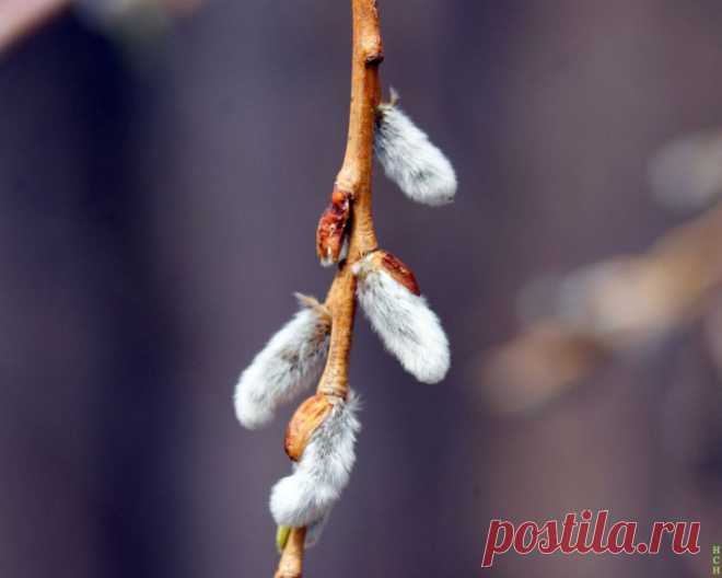 ФОТОМАСТЕРСКАЯ ПРИРОДЫ
Сергей Новиков