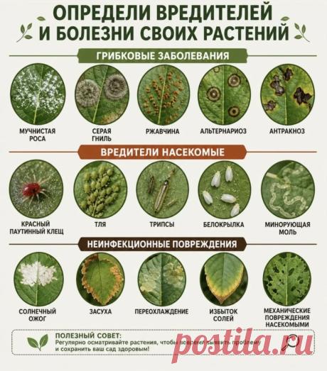Определи вредителей и болезни своих растений