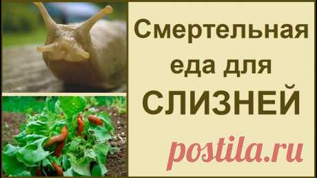 Борьба со слизнями 🐌 проверенный способ #слизни #слизниборьба Я решила поделиться с вами простыми способами борьбы со слизнями на даче, в саду и в огороде. Такая борьба со слизнями не нанесет вреда...