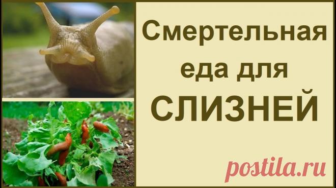 Борьба со слизнями 🐌 проверенный способ #слизни #слизниборьба Я решила поделиться с вами простыми способами борьбы со слизнями на даче, в саду и в огороде. Такая борьба со слизнями не нанесет вреда...
