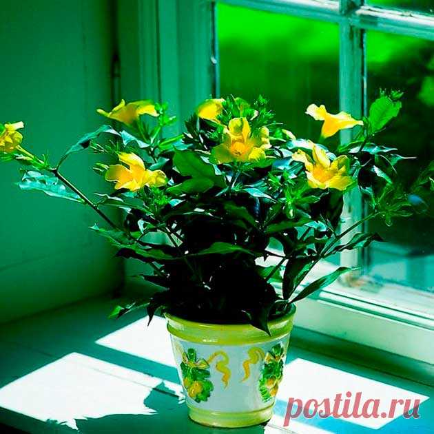 Комнатное растение Алламанда (Allamanda). Эффектная вьющаяся лиана, которую лучше выращивать в оранжереях, а не в комнатах. Образует длинные побеги, которые летом подрезают до необходимой длины. Алламанде, растущей в горшке, необходимы подпорки. Цветение с начала лета до осени.