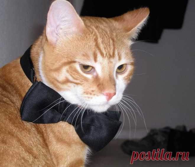 Один день из жизни кошек (65 фото) » Невседома - жизнь полна развлечений, Прикольные картинки, Видео, Юмор, Фотографии, Фото, Эротика. Развлечение на каждый день