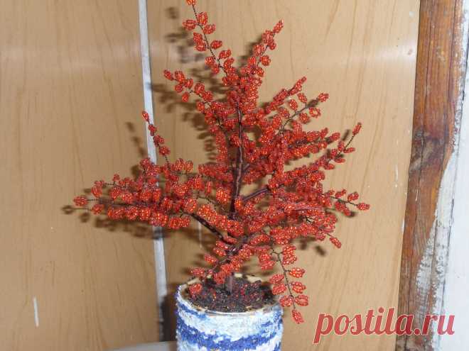 красный клён