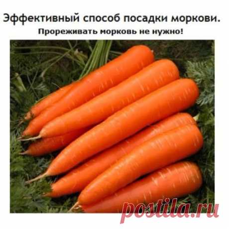 Эффективный способ посадки моркови
Делается так: за 10-12 дней до посева семена моркови завязываем в тряпочку, посвободнее. Закапываем во влажную землю на штык лопаты. В течение этого срока из семян выветриваются эфирные масла, которые мешают семенам прорасти. 
По истечении указанного срока откапываем узелки с семенами из земли. Семена будут уже набухшие, крупные, почти проросшие. Высыпаем их в пиалу и припудрим обычным крахмалом. Семена перестают прилипать к пальцам и хорошо видны на тёмной в