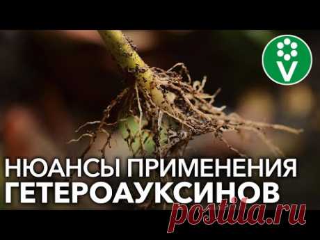 НЕ ИСПОЛЬЗУЙТЕ КОРНЕВИН И ГЕТЕРОАУКСИН, пока не посмотрите это видео! Важные особенности применения