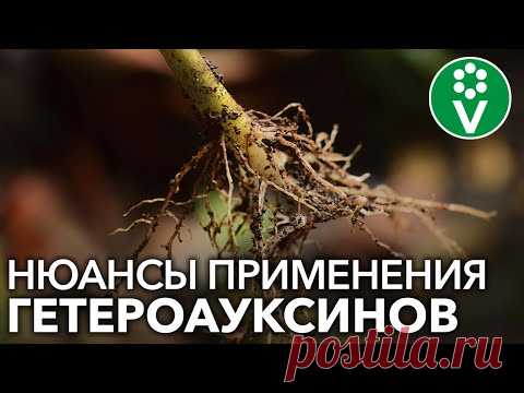НЕ ИСПОЛЬЗУЙТЕ КОРНЕВИН И ГЕТЕРОАУКСИН, пока не посмотрите это видео! Важные особенности применения
