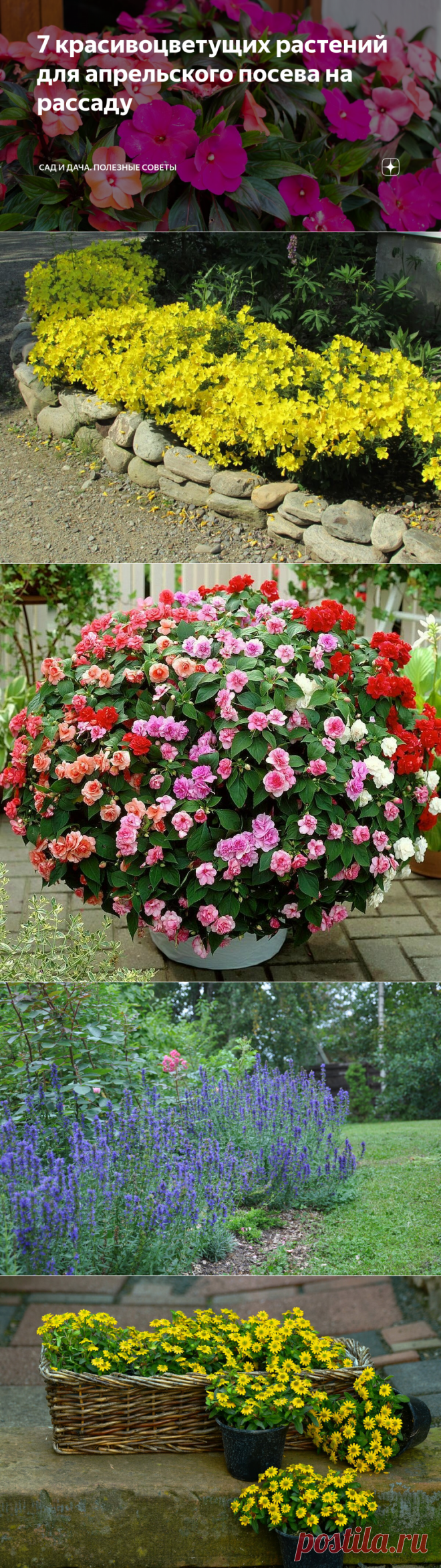 7 красивоцветущих растений для апрельского посева на рассаду | Сад и Дача. Полезные советы | Яндекс Дзен