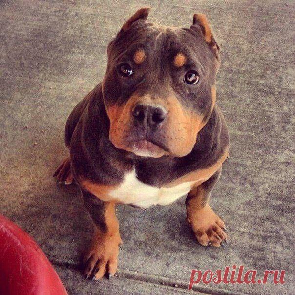 Боец. / Понимание бизнеса