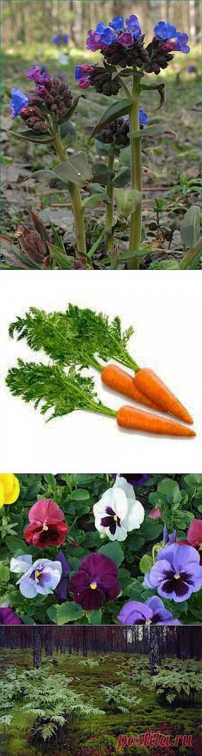 Зеленая аптека на даче