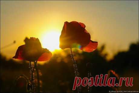 Фотопрогулки. Закатные маки