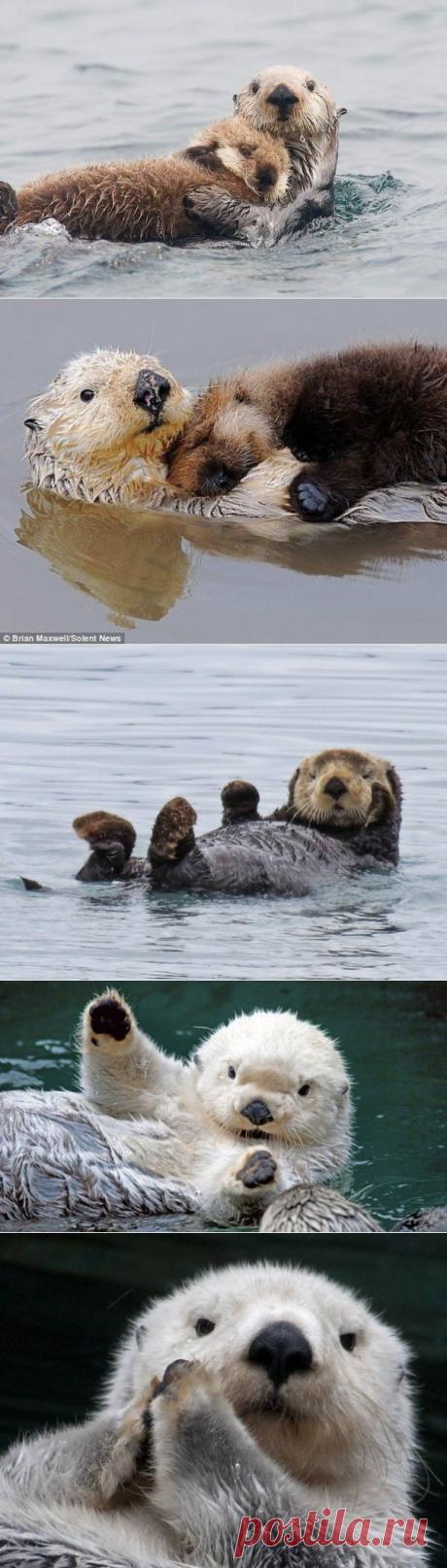 Эти забавные выдры | WorldCity
