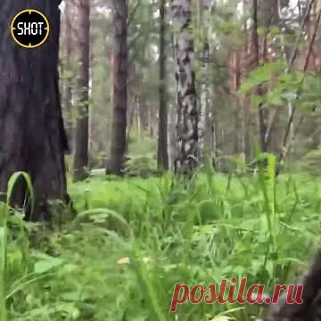Задержание двух планировавших подрыв станций связи людей попало на видео. Момент задержания сотрудниками ФСБ России двух людей, планировавших подрыв станций связи в закрытом городе Зеленогорске Красноярского края, попал на видео. На записи зафиксировано задержание злоумышленников на территории лесного массива, а также фотографии найденного у них оружия.