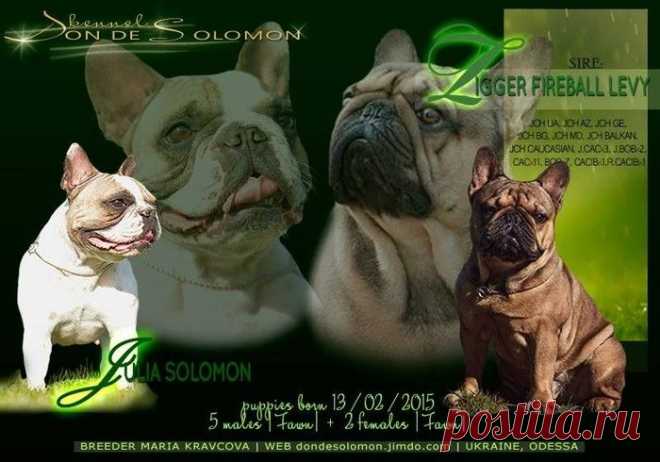 Новости NEWS 2015 - Сайт dondesolomon!