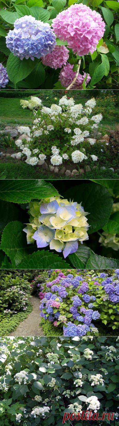 Садовые гортензии: как сажать и ухаживать. Популярные виды и сорта гортензий: метельчатая и древовидная