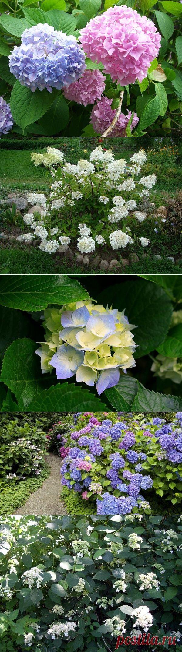 Садовые гортензии: как сажать и ухаживать. Популярные виды и сорта гортензий: метельчатая и древовидная