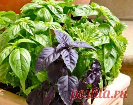 20 полезных растений    У вас есть комнатные цветы? А зелень или пряности?можно вырастить самим.