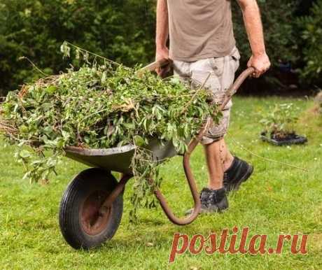 5 растений для отличного компоста