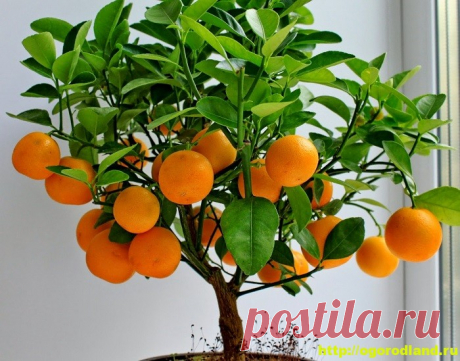 Как вырастить деревья с экзотическими фруктами из косточки дома