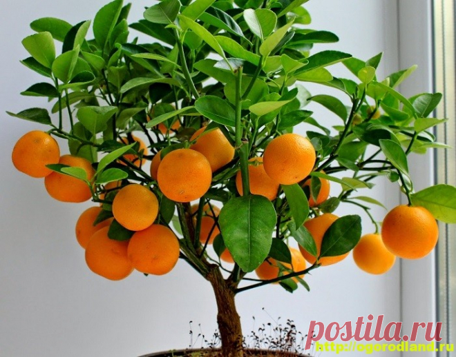 Как вырастить деревья с экзотическими фруктами из косточки дома