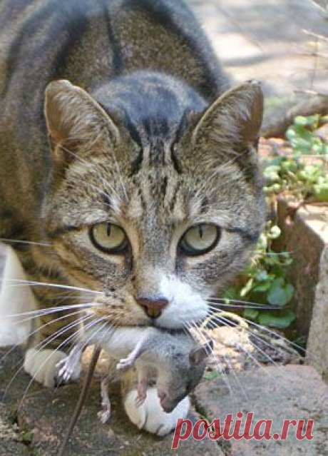 Кошка: святое существо или исчадие ада?