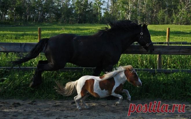 Миниатюрные лошади породы фалабелла (24 фото) | Чёрт побери Самыми миниатюрными лошадьми на свете признаны представители породы фалабелла. Это уникальные животные, отличающиеся внешней красотой и удивительным характером. Мини-лошади привлекают внимание не только низким ростом, но и телосложением, присущим верховым коням. Несмотря на свои небольшие размеры, представители породы фалабелла не являются пони. Их отличает пропорциональность длины конечностей и корпуса, что харак...
