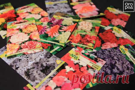 Зимний посев цветов на рассаду | Рассада (Огород.ru)