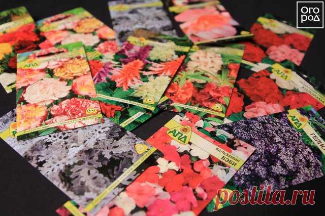 Зимний посев цветов на рассаду | Рассада (Огород.ru)